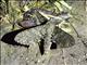 Muscosa Sphinx Moth (Manduca muscosa)