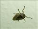 BIg-eyed Bug (Geocoris atricolor)