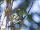 Yellow-headed Warbler (Teretistris fernandinae)