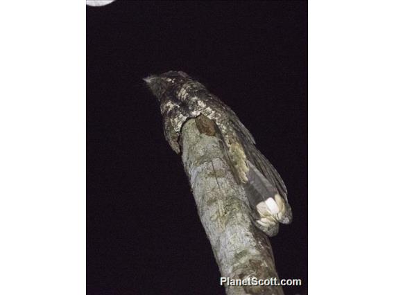 Cuban Nightjar (Antrostomus cubanensis)