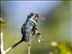 Bee Hummingbird (Mellisuga helenae)