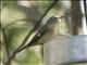 Black-throated Blue Warbler (Setophaga caerulescens) - Female
