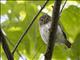 Cuban Pygmy-Owl (Glaucidium siju)