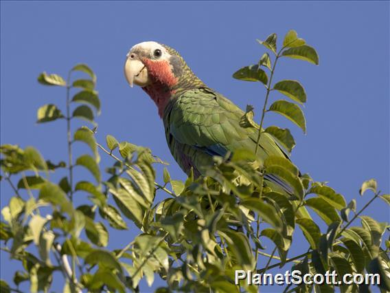 Cuban Parrot (Amazona leucocephala)