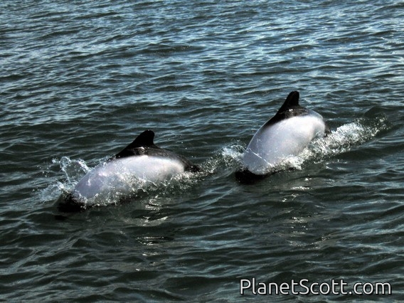 Commerson's dolphin (Cephalorhynchus commersonii)