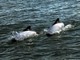 Commersons Dolphins, Puerto Rawson