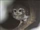 Bare-legged Owl (Margarobyas lawrencii)