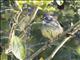 Zapata Sparrow (Torreornis inexpectata)