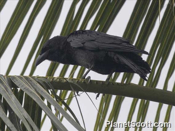 Cuban Crow (Corvus nasicus)