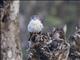 American Kestrel (Falco sparverius) - Cuban White Morph