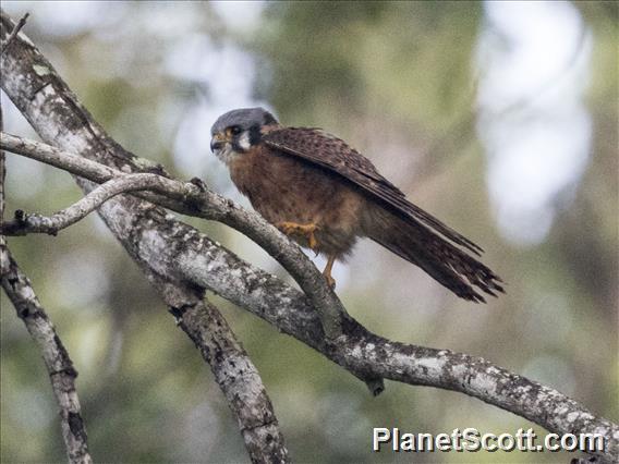 American Kestrel (Falco sparverius) - Cuban Dark Morph