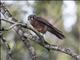 American Kestrel (Falco sparverius) - Cuban Dark Morph