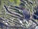 Scaly-naped Pigeon (Patagioenas squamosa)