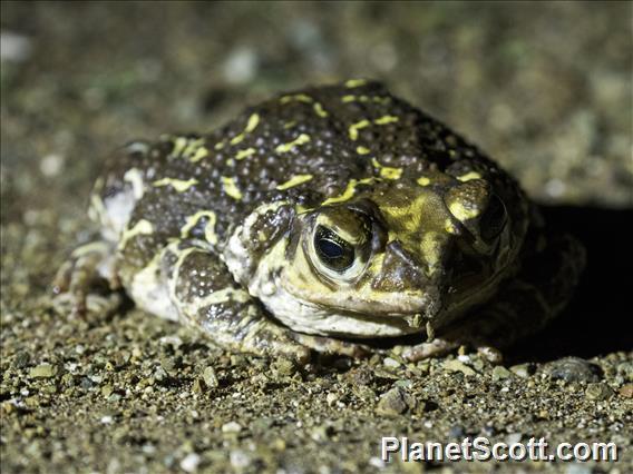Eastern Giant Toad (Peltophryne peltocephala)