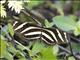 Zebra Longwing (Heliconius charithonia)