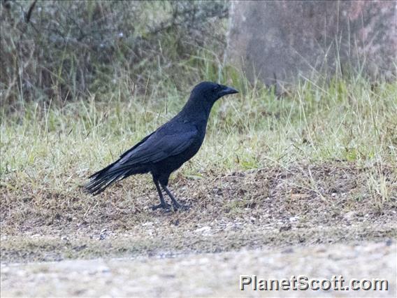 Cuban Palm-Crow (Corvus minutus)