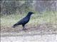 Cuban Palm-Crow (Corvus minutus)