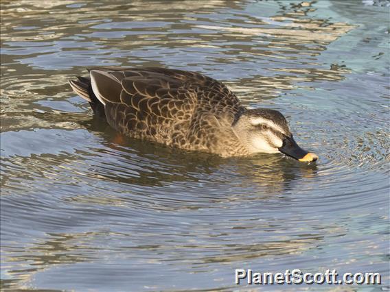 Eastern Spot-billed Duck (Anas zonorhyncha)
