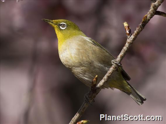 Warbling White-eye (Zosterops japonicus)