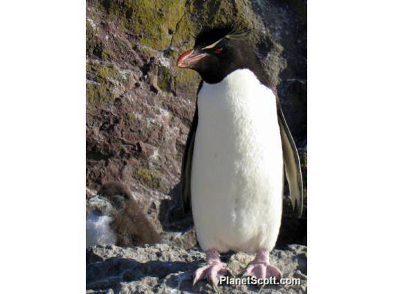 Rockhopper Penguins, Isla Pinguino