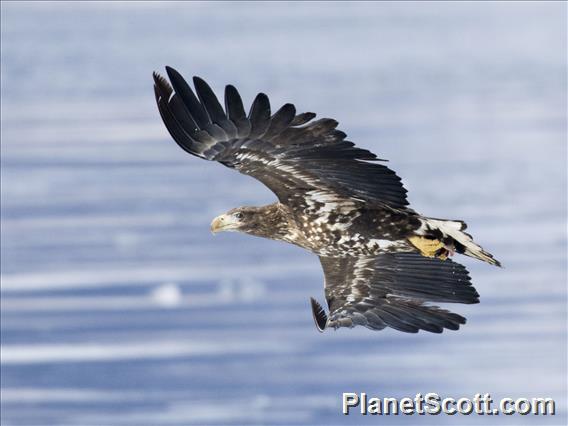 Steller's Sea-Eagle (Haliaeetus pelagicus) - Immature