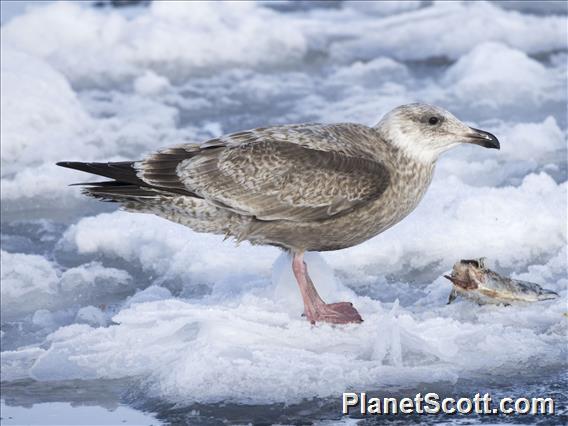 Slaty-backed Gull (Larus schistisagus) - 1st Winter