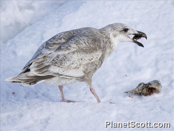 Glaucous-winged Gull (Larus glaucescens) - 1st Winter