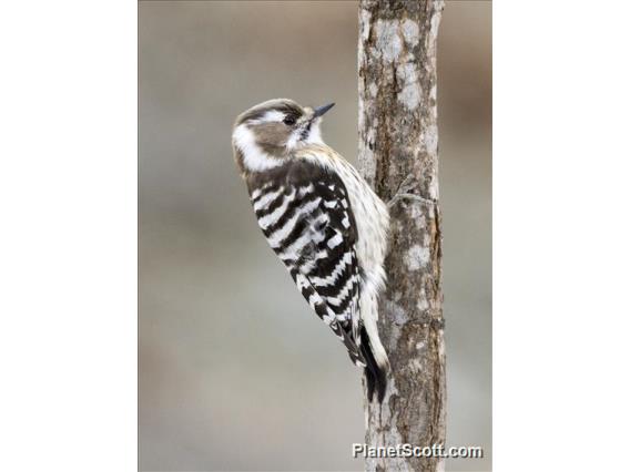 Japanese Pygmy Woodpecker (Yungipicus kizuki)