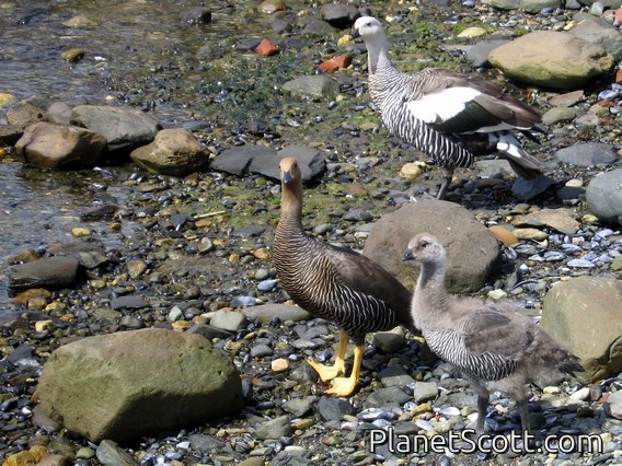 Kelp Goose (Chloephaga hybrida)