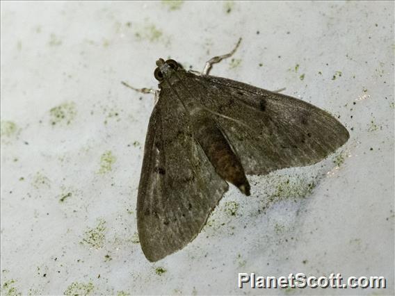 Crambid Snout Moth (Crambidae sp_ok1)
