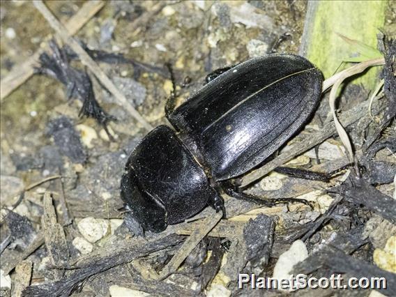 Stag Beetle (Serrognathus titanus)