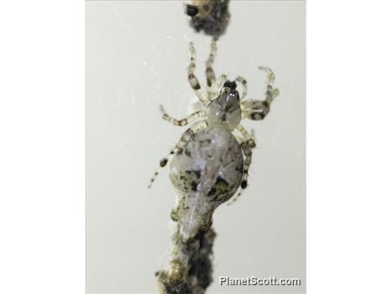 Common Garbage-Line Web Spider (Cyclosa insulana)