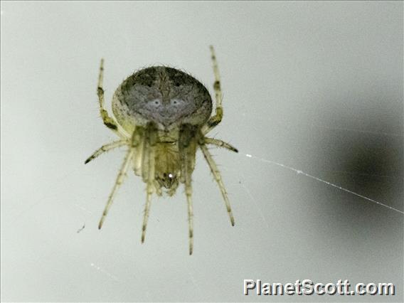 Orbweaver Spider (Neoscona subpullata)