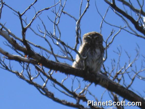 Austral Pygmy Owl, Parque Los Glaciares