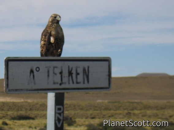 Black-chested Buzzard-Eagle (Geranoaetus melanoleucus)