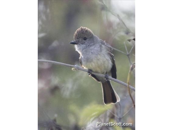 Ash-throated Flycatcher (Myiarchus cinerascens)