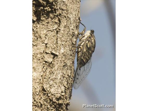 Giant Cicada (Quesada gigas)