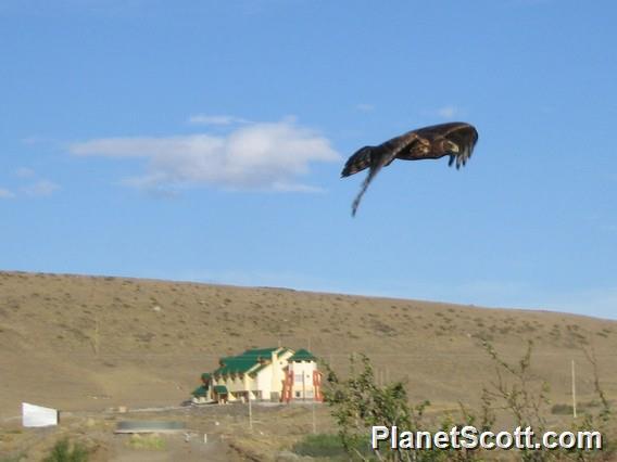 Cinereous Harrier, El Calafate
