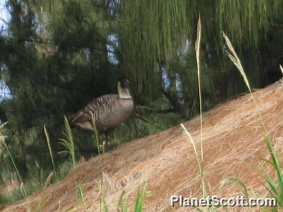 Nene, Kauai