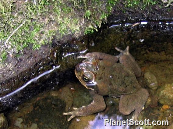 Cane Toad, Kauai