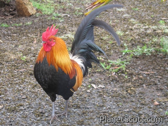 Red Junglefowl (Gallus gallus)