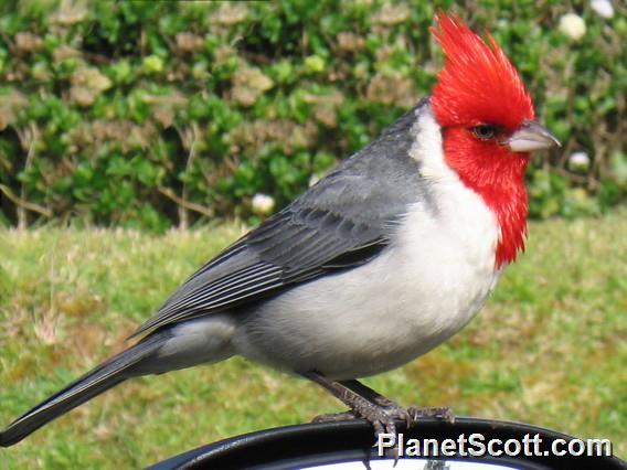 Red-crested Cardinal, Kokee State Park