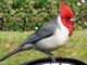 Red-crested Cardinal, Kokee State Park