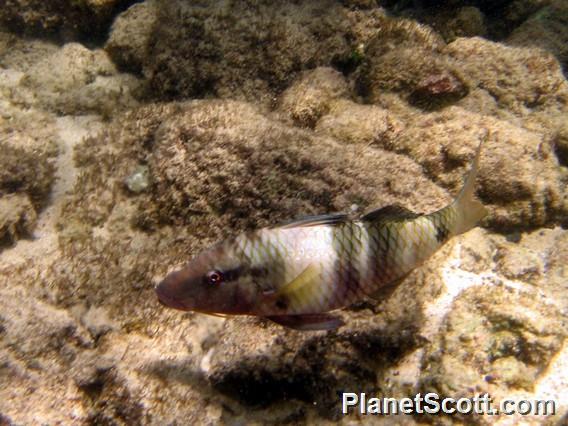 Manybar Goatfish, Kauai