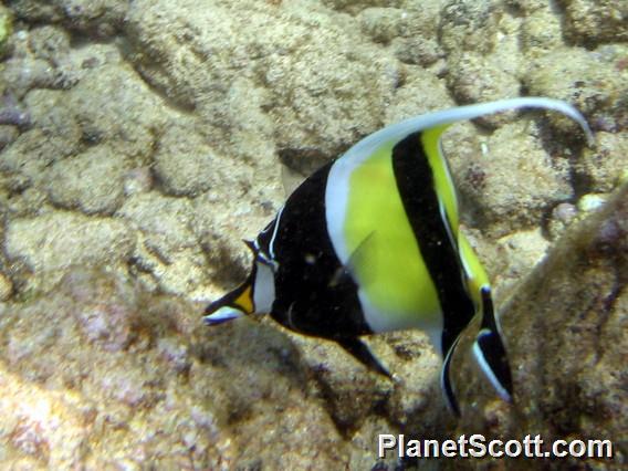 Moorish Idol, Kauai