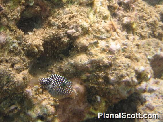 Hawaiian Spotted Toby Canthigaster jactator