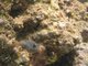 Spotted Boxfish, Kauai
