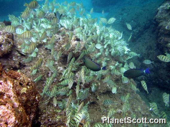 Convict Surgeonfish and Ringtail Surgeonfish, Kauai