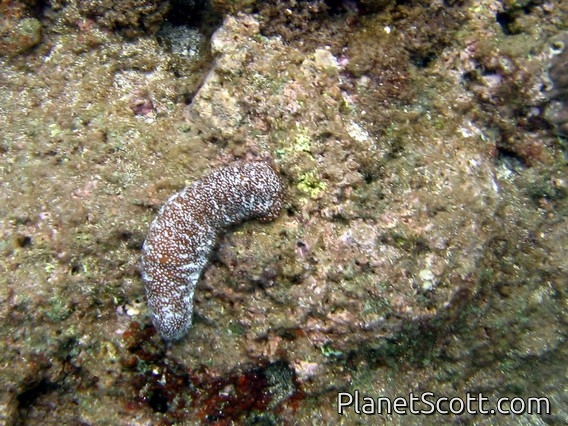 Paradox Sea Cucumber (Bohadschia paradoxa)