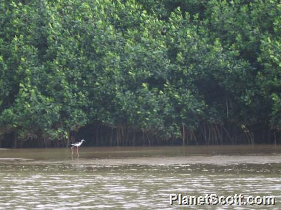 The Rare Hawaiian Stilt